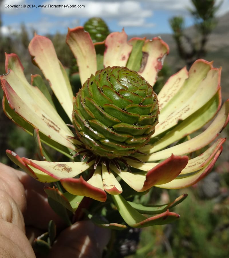 Leucadendron, Davidson, C 12264--South Africa. Western Cape. Teeberg. 19 Jan 2014. DSC00637 (18).JPG