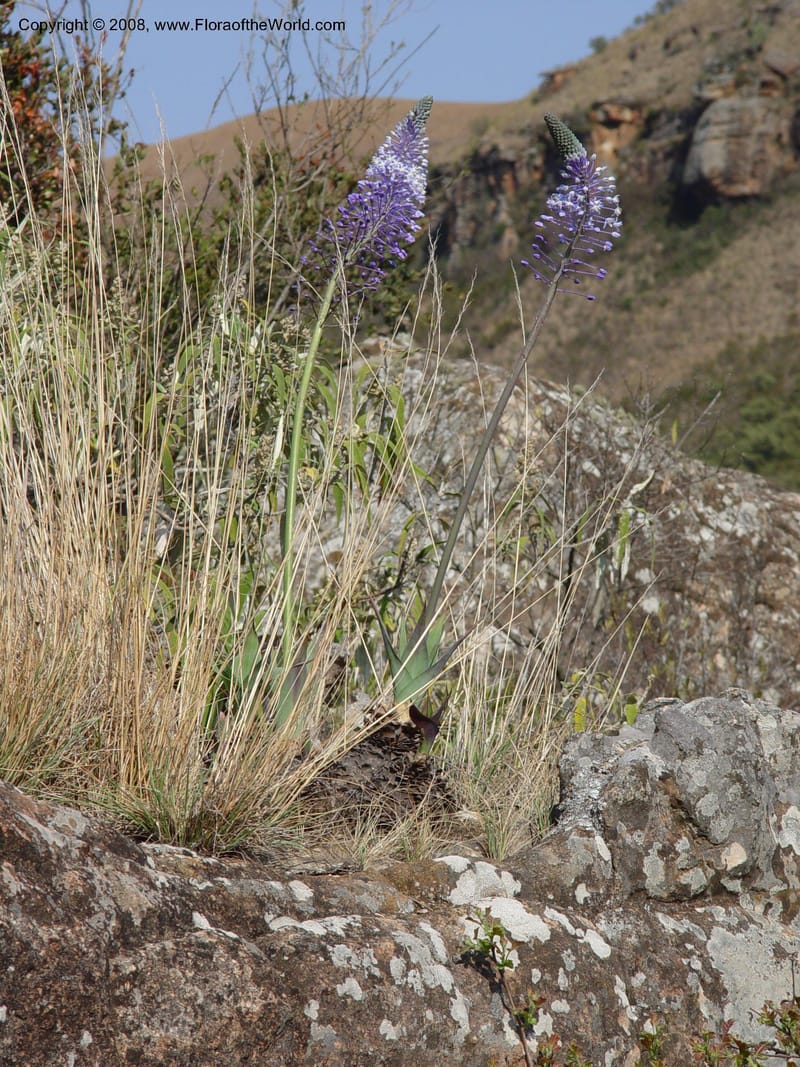 Scilla natalensis [Merwilla plumbea]--So. Africa. Drakensberg Mts. Giant's Castle. 4 Oct 03. 005.jpg