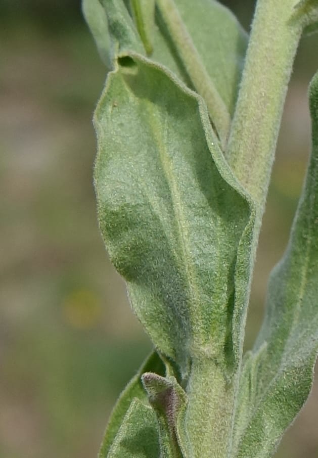 Boechera holboellii var. retrofracta, C. Davidson 13554--ID. Blaine Co. Rock Creek Preserve. TNC. 13 May 2017. DSC00171 (286).JPG