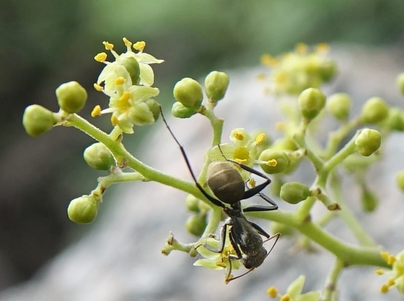 Schinus areira, Fortunato 13200--Argentina. Hwy 150 S of San Augustin. 9 Feb 2018. DSC09845 (57).JPG