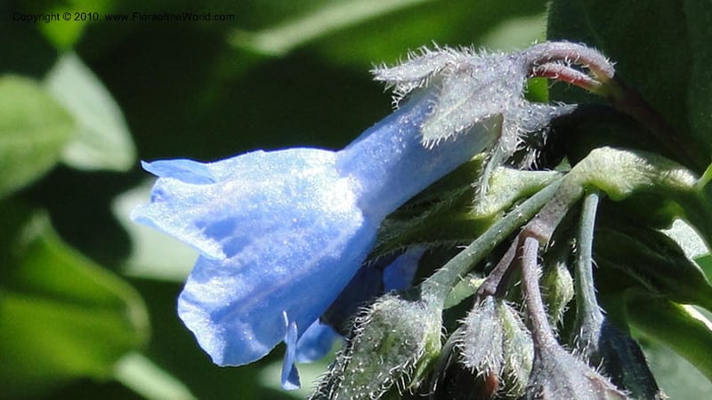 Mertensia paniculata, C. Davidson 11753--ID. Valley Co. Road to Gold Fork Looklout. 16 July 2010. 031 (7).jpg