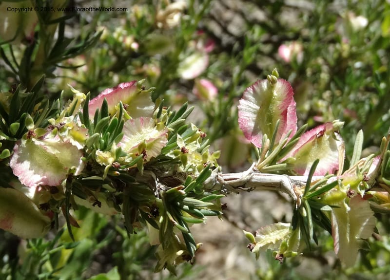 Tetraglochin alatum, Davidson, C 12788--Chile. Ruta 115, to Laguna del Maule. 24 Nov 2014. DSC07486 (283).JPG