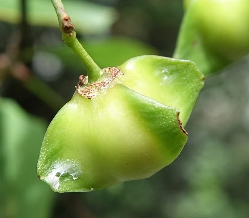 Euonymus sanguineus, D. Boufford 43991--China. Sichuan. Yibailingba-gou. 12 Aug 2017. DSC04660 (422).JPG