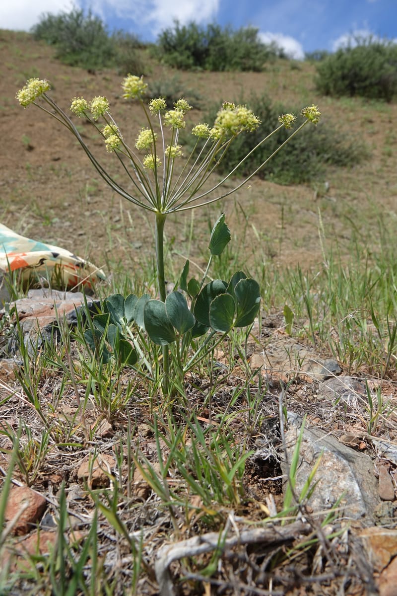 Lomatium nudicaule, C. Davidson 13561--ID. Blaine Co. Rock Creek Preserve. TNC. 14 May 2017. DSC00477 (58).JPG
