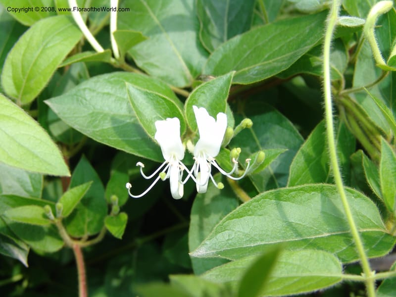 Lonicera japonica, 042240901--China. Hubei. Wuhan Botanical Garden. 24 Apr 07. 318.jpg
