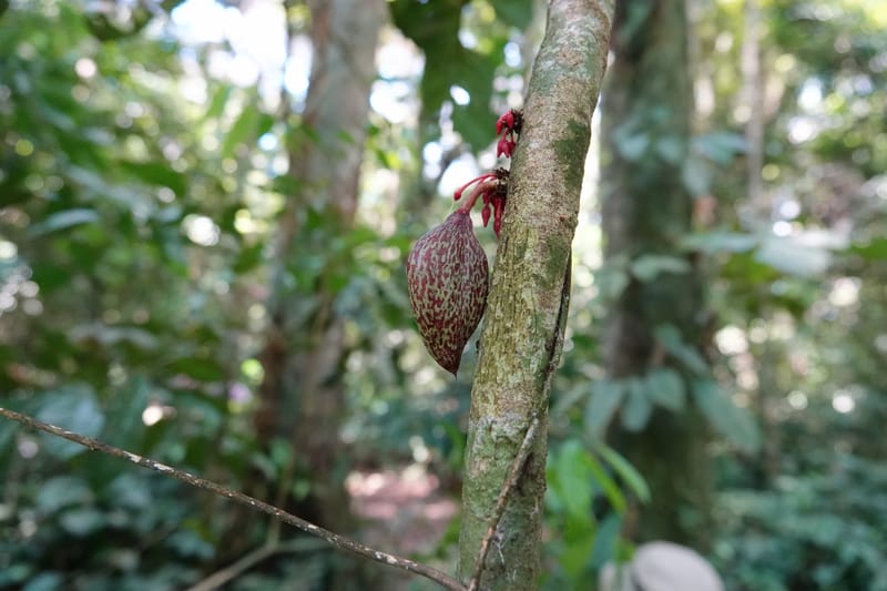 Allexis cauliflora, C. Davidson 13958--Gabon. Arb. Sibang. 5 Nov. 2018. DSC02235 (110).JPG
