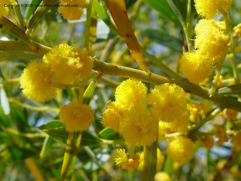 Acacia xanthina--Spain. Barcelona Botanic Garden. 19 Apr 04. 088.jpg