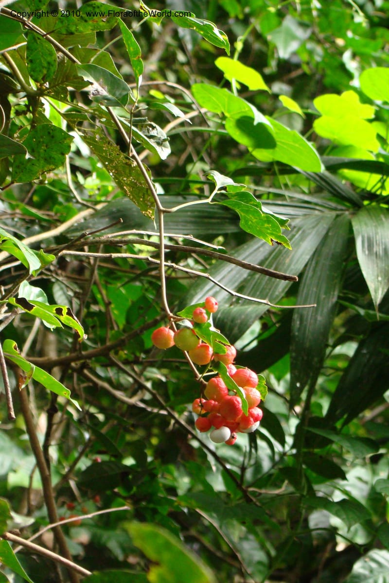 Paullinia, RVasquez34958--Peru. Loreto. Dto. Parinari. Atun Cocha. R. Samiria. 15 Nov 08. 418.jpg