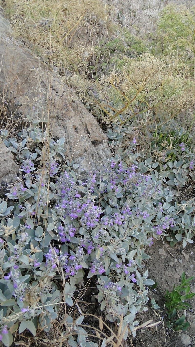 Stachys, A. G. Miller 142.5--Iraq. Kurdistan. Shakh-i Pira Magrun. Zewiya. 12 June 2010. 192 (13).jpg