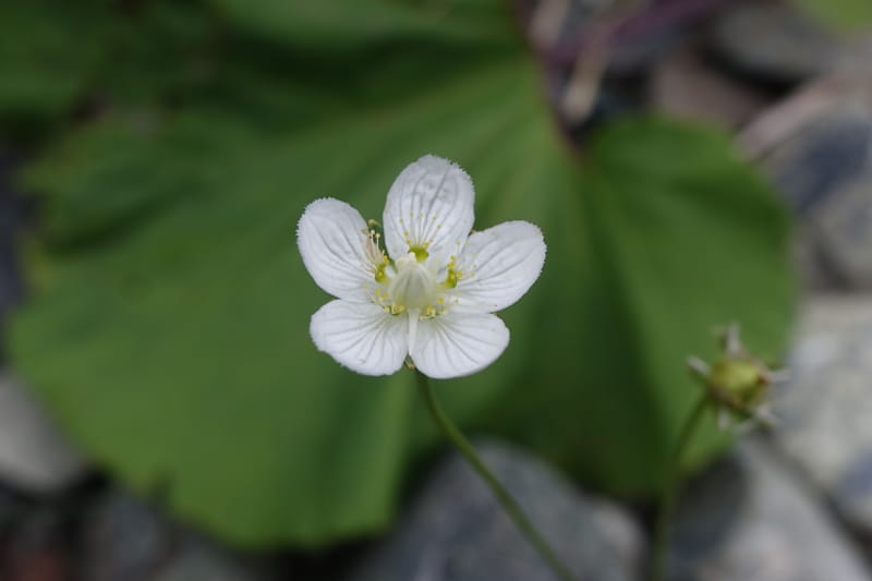Parnassia palustris--Japan. Hokkaido. Teshio Exptl. For. 3 Aug 2016. DSC00757 (127).JPG