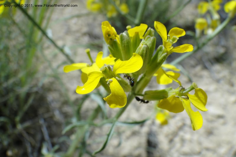 Erysimum capitatum, C. Davidson 11851--Oregon. Malheur Co. Leslie Gulch. 30 June 2011. 194 (2).jpg