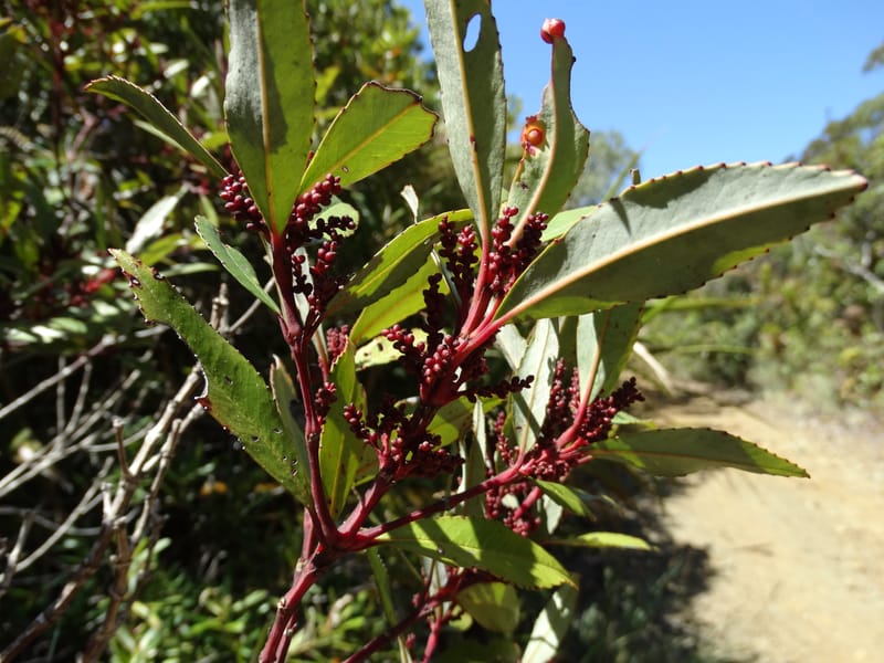 Ascarina rubricaulis, Lowry, P 7372--New Caledonia. Mont Dzumac. 12 Nov 2015. DSC01563 (35).JPG