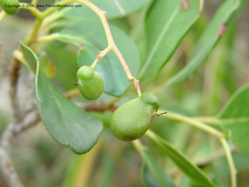 Apodytes dimidiata--So.Africa. E. Cape. Uitenhage Nat. Res. 6 Mch 05. 080.jpg