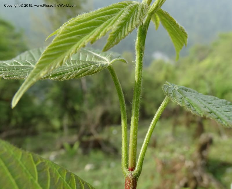 Acer, Boufford, D 43670--China. Sichuan. GuoBaYan, HanBaiYu Shan. 12 May 2014. DSC05373 (223).JPG