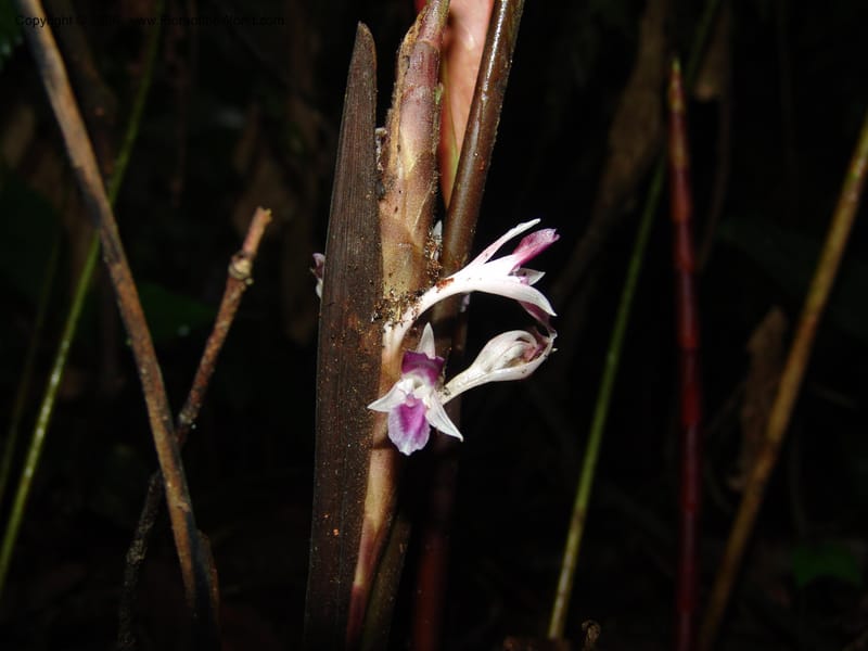 Calathea metallica, Croat94455--Ecuador. Prov. Pichincha. Res. Guaycuyacu. 10 Feb 05. 046.jpg
