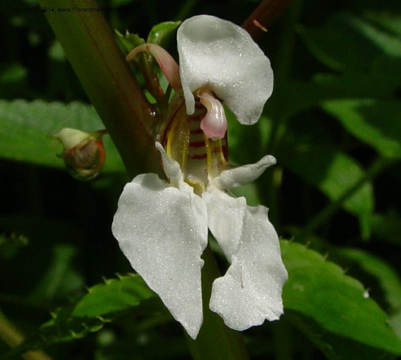 Impatiens burtonii cf--Cameroon. Mt. Cameroon. 5 Dec 03. 032a (4).jpg