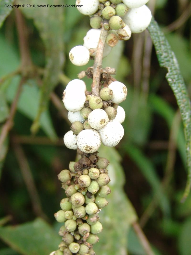 Gonzalagunia dependens, Croat 96251--Ecuador. Prov. Pichincha. La Union-Chiriboga-Quito. 22 Mar 06. 154 (2).jpg