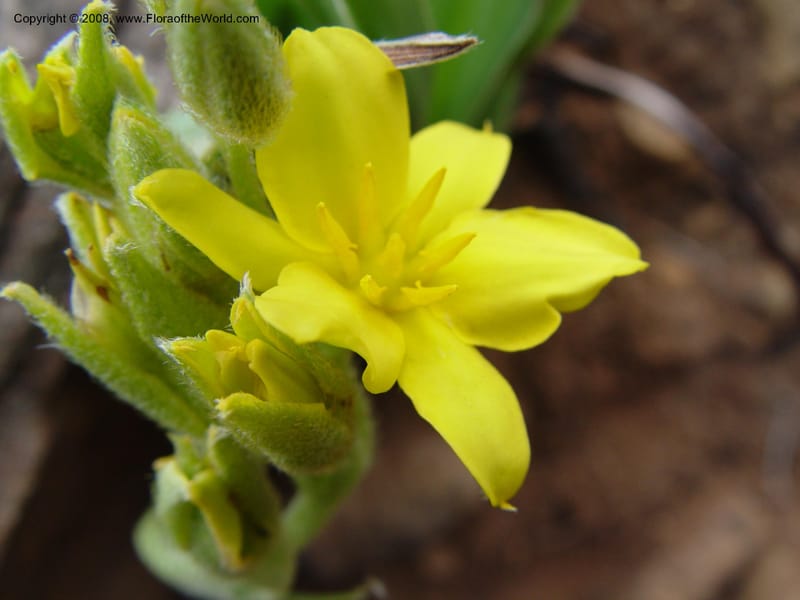 Hypoxis costata--So. Africa. Drakensberg Mts. Giant's Castle. 4 Oct 03. 023.jpg