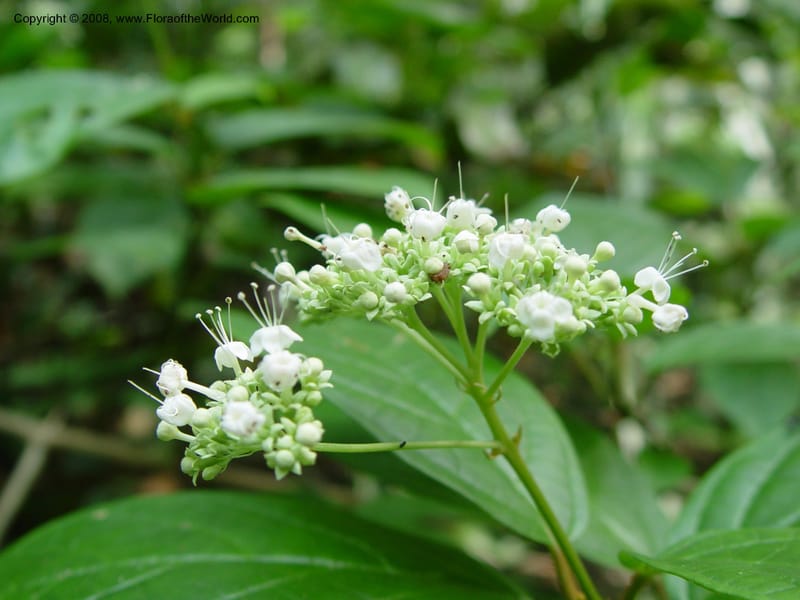 Clerodendrum--Cameroon. Bimbia Mangrove Nat. Trail. 8 Dec 03. 066.jpg
