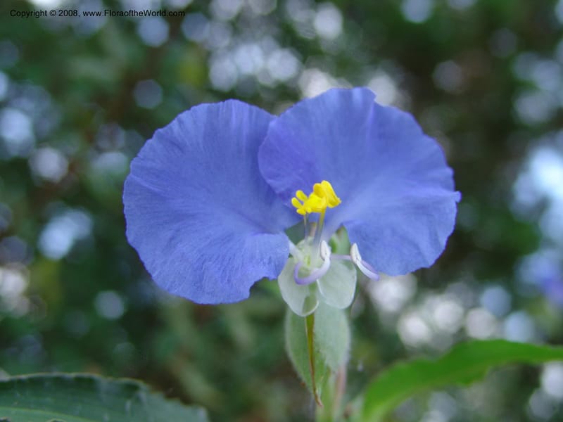 Tradescantia--TX. Johnson Wildflower Center. 13 Jun 04. 008.jpg