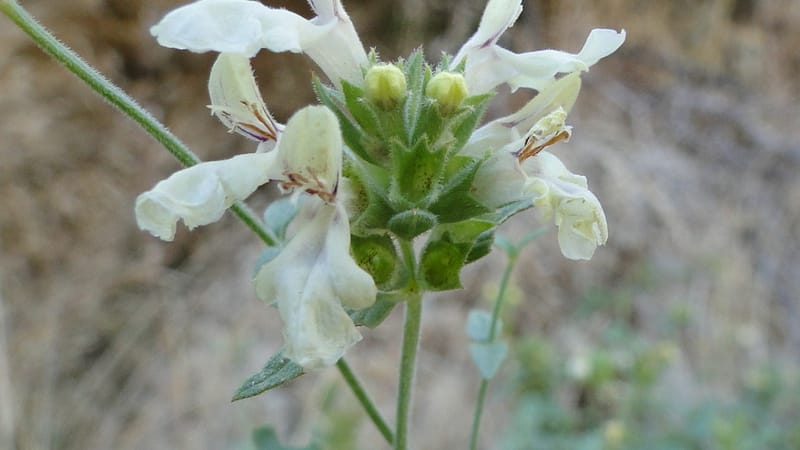 Stachys ballotiformis, A. G. Miller 132.11--Iraq. Kurdistan. Shakh-i Pira Magun. Gueza Khan. 11 June 2010. 089 (8).jpg