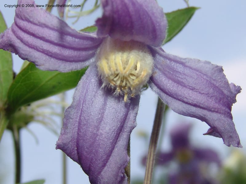 Clematis integrifolia--MD. Brookside Gardens, Wheaton. 30 Jun 07. 062.jpg