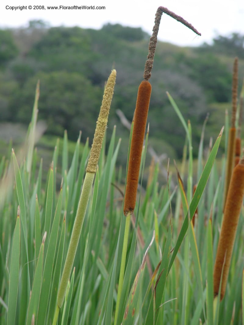 Typha capensis--So. Africa. Durban. Zimbali Golf Estates. 3 Oct 03. 009.jpg