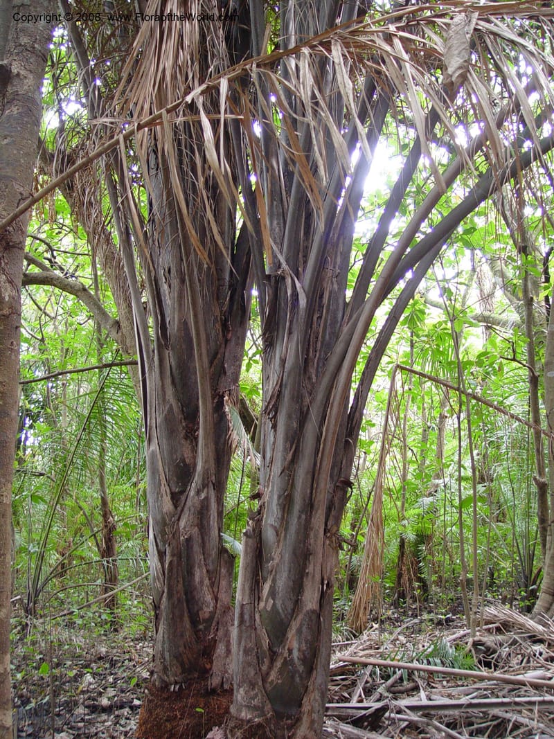 Raffia australis--So. Africa. KwaZuluNatal. Mtunzini, Raphia palm  Nat. Res. 29 Sep 03. 018.jpg