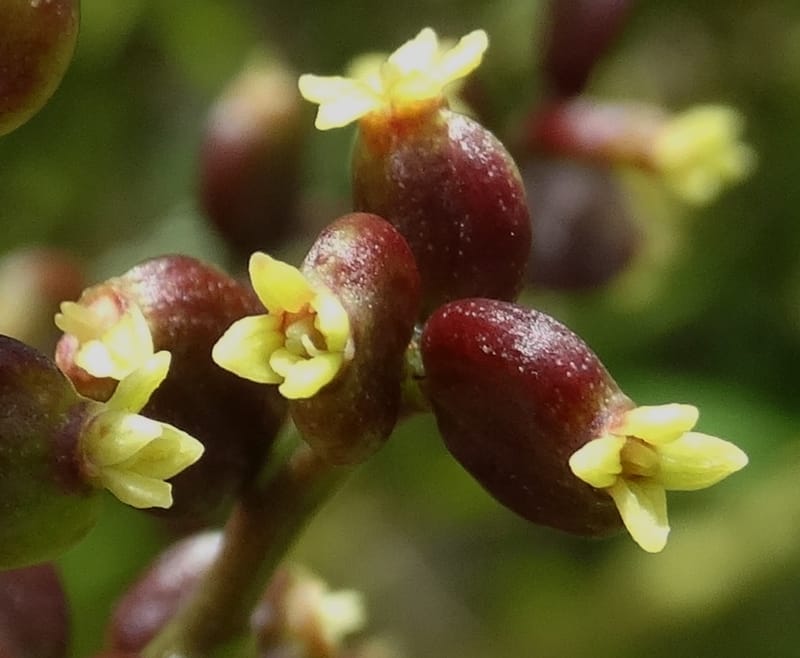 Polyscias joskei, Plunkett, C 3177--Fiji. Delaikoro Mtn. 3 Nov 2015. DSC08393 (46).JPG