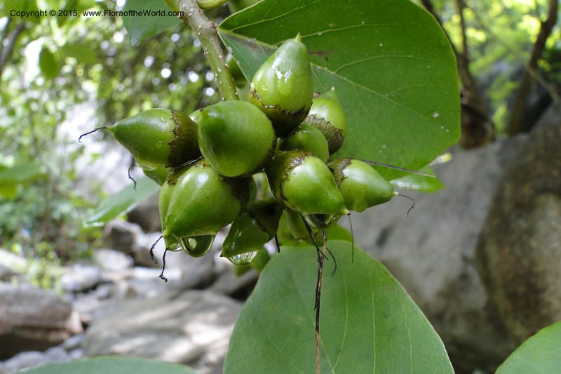 Diospyros, Regalado, Ja 1986--Viet Nam. Nui Baden Temple. 16 May 2011. 022 (9).jpg