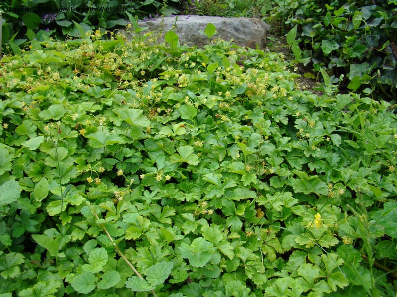 Slovenia. Ljubljana Bot Garden. 21 May 08. 062.jpg