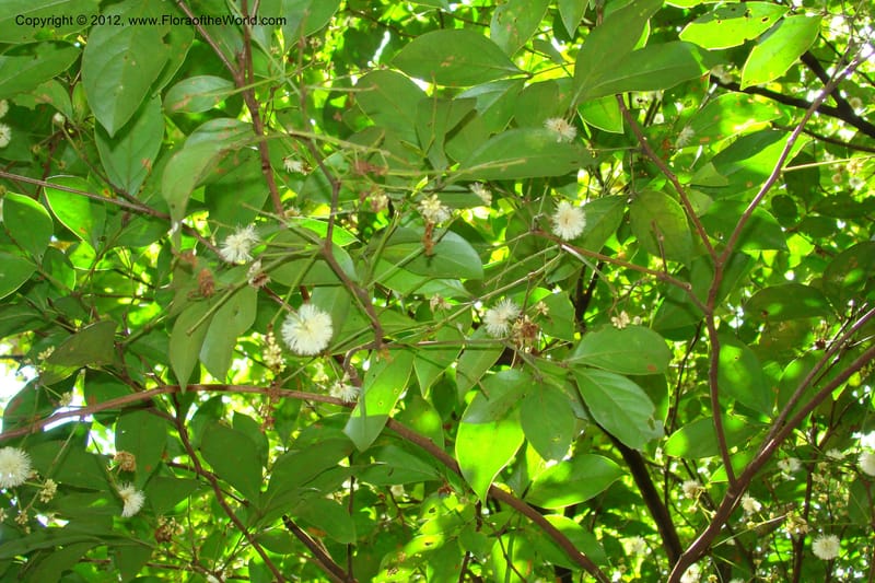 Archidendron, Regalado 1747--Viet Nam. Thua Thien Hue Prov. Phu Loc Distr. Bach Ma. 13 Apr 09. 321.jpg