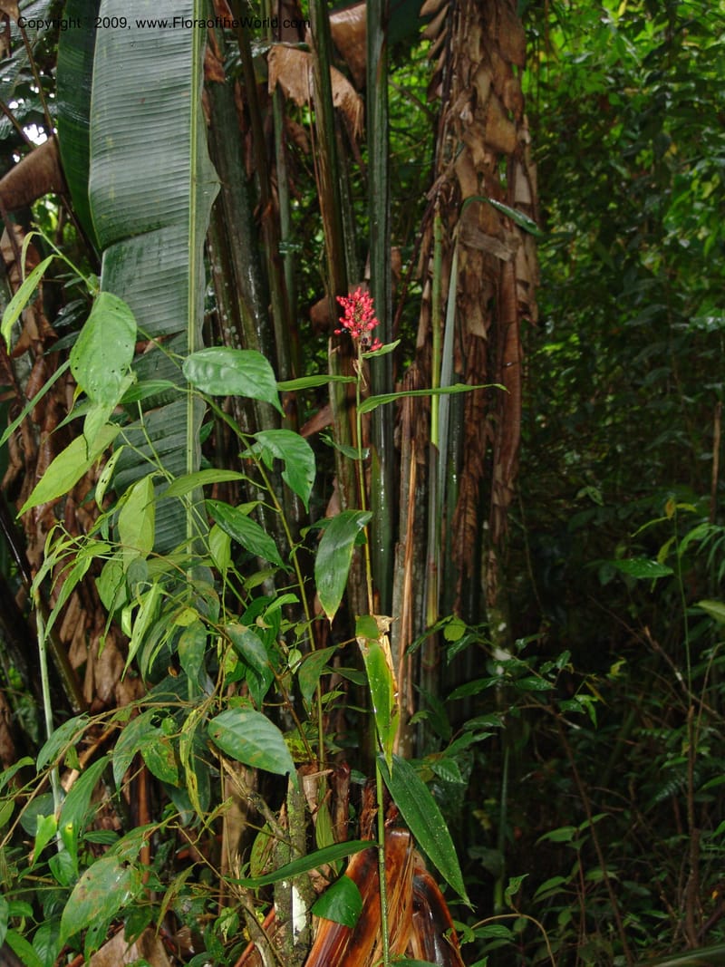 Renealmia, Croat94965--Ecuador. Prov. Carchi. El Chical-Tulcan. 19 Feb 05. 108.jpg