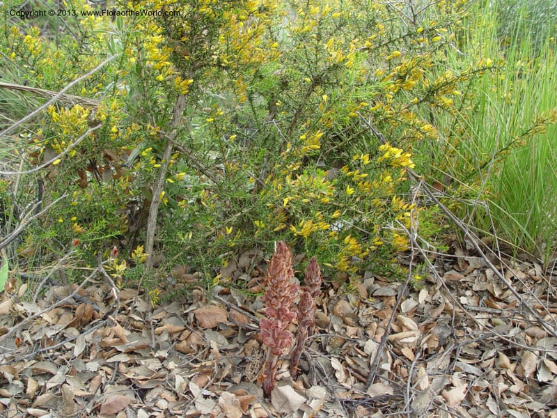 Orobanche gracilis--Spain. Granada Prov. Jct. Albondon-Albunol on C333. 15  (38).jpg