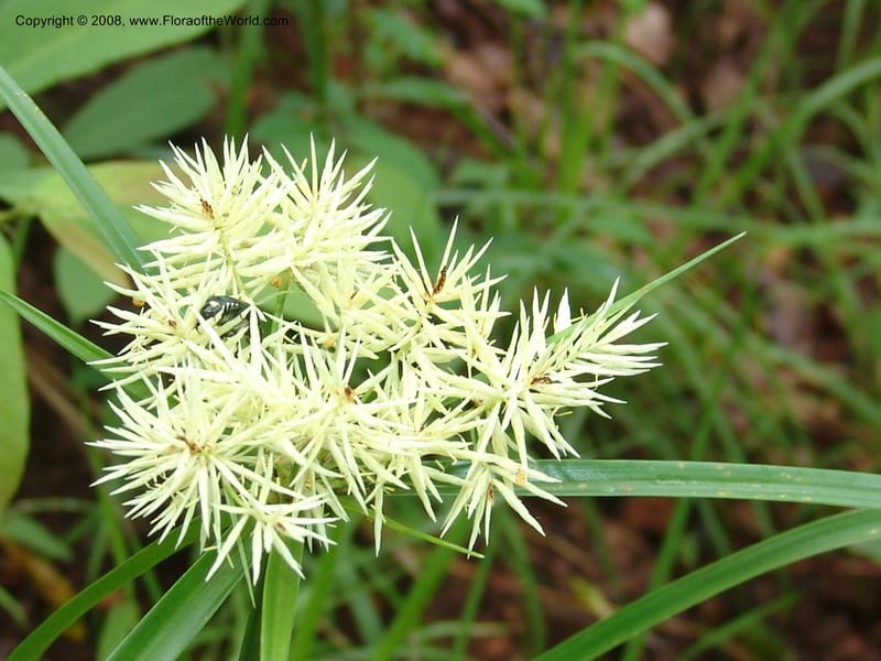 Cyperus, RGereau6858--Tanz.  Ca 10 km N of Mahenge. 18 Feb 06. 027.jpg