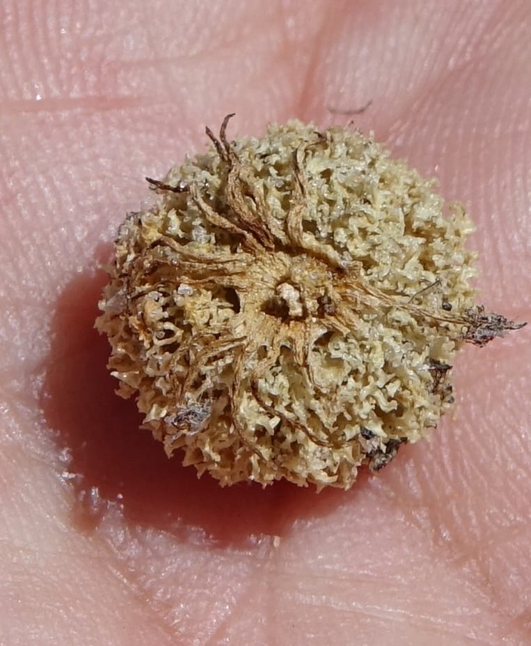 Tersonia cyathiflora, Davidson, C 13428--, Australia. W.A. Green Head-Coorow Rd. Stop 2. 24 Oct 2016. DSC04873 (73).JPG