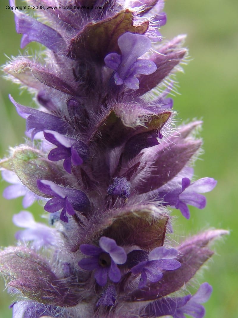 Ajuga orientalis--Georgia. Kazbeki . Trail-road to Sameba Church. 2 Jun 05. 565.jpg