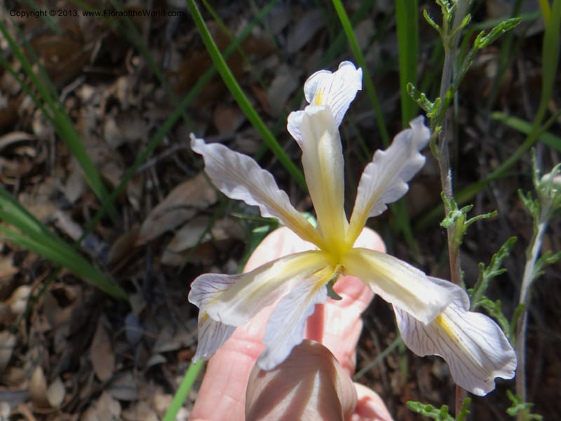 Iris tenuissima, Davidson, C 12132--USA, California, Nevada Co. 19 Apr 2013  0111 (9).JPG