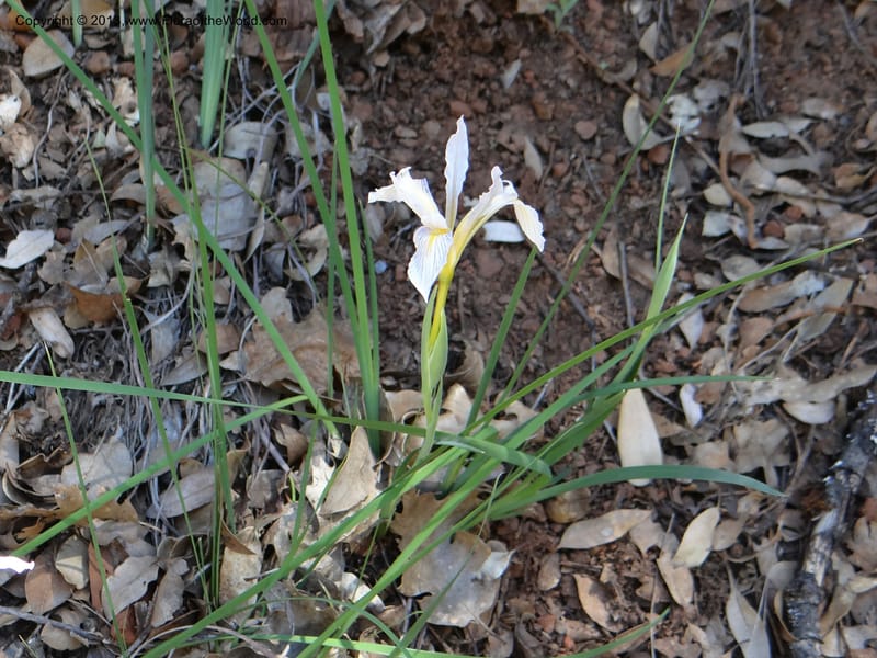 Iris tenuissima, Davidson, C 12132--USA, California, Nevada Co. 19 Apr 2013  0111 (7).JPG