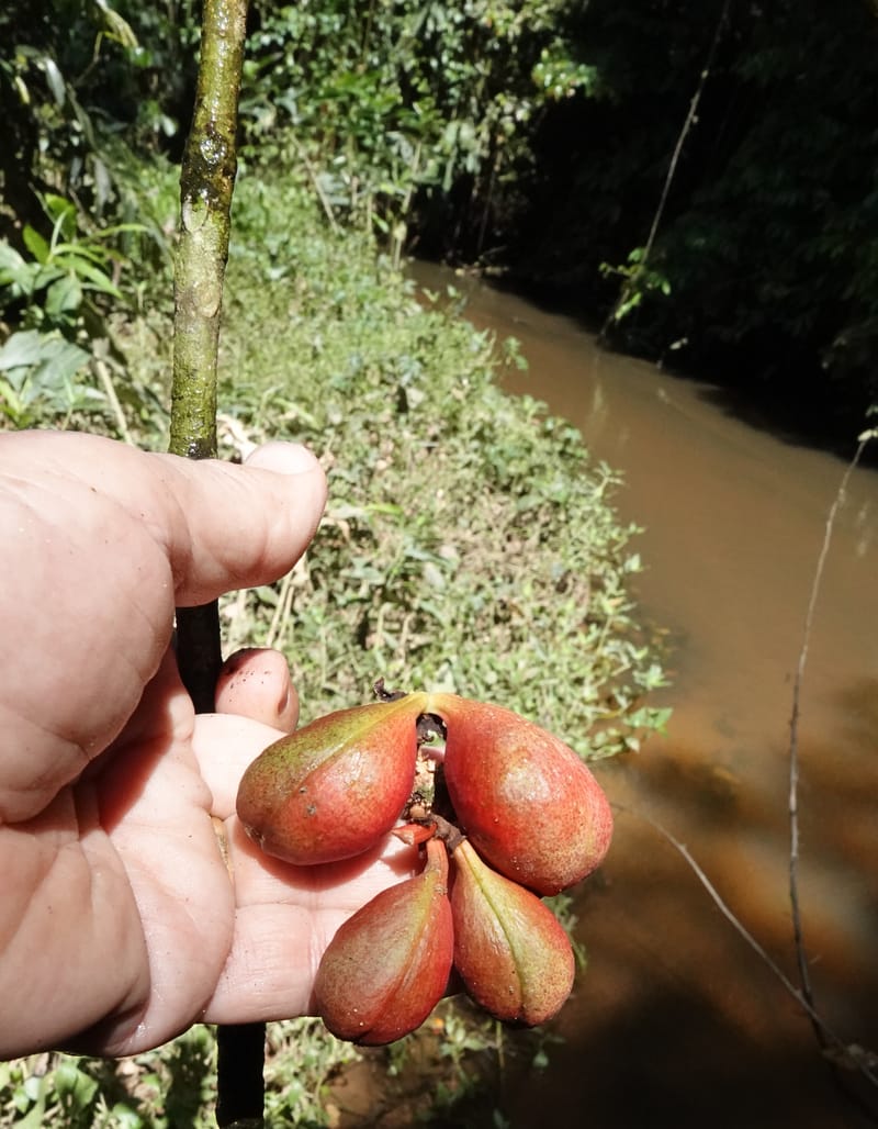 Cola cauliflora, C. Davidson 13947--Gabon. Maurel & Prom rd. Afternoon. 2 Nov. 2018. DSC01682 (192).JPG