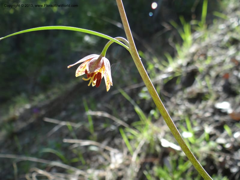 Fritillaria atropurpurea, Davidson, C 12131--Calif. Nevada Co. 19 Apr 2013. DSC03185 (8).JPG