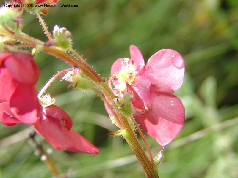 Diascia rigescens--So.Africa. E. Cape. Waringham Farm, Quanti Area, Stut. 8 Mch 05. 180.jpg