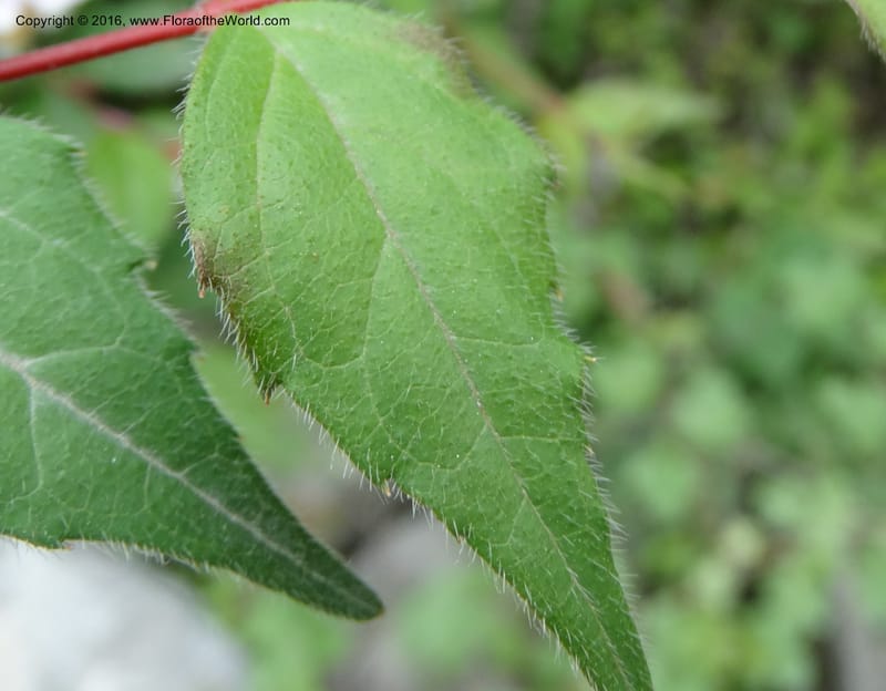 Abelia macrotera, Boufford, D 43692--China. Sichuan. LongDongZhen on Rd. to LeiYuan Shan. 13 May 2014. DSC05860 (181).JPG