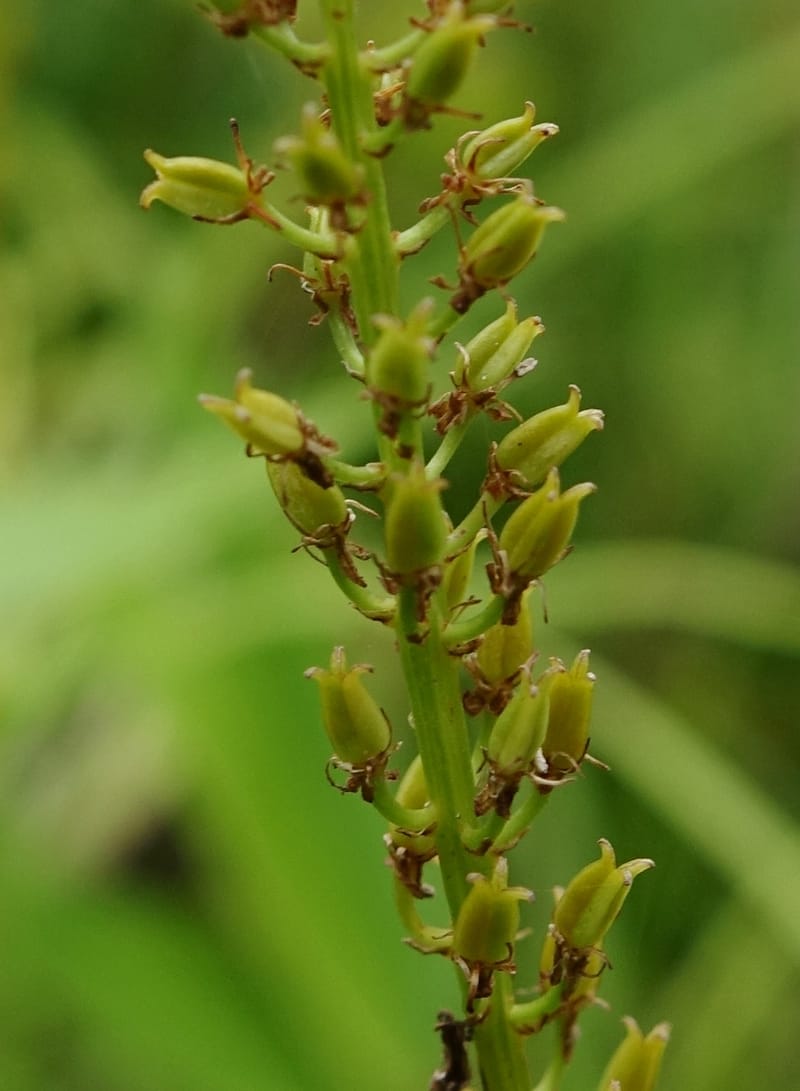 Japanolirion osense--Japan. Hokkaido. Teshio Exptl. For. 3 Aug 2016. DSC00757 (28).JPG