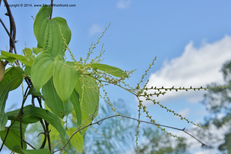 Dioscorea, Stevens,  W. D 31168, Garay Cue, 19 Mar 2011 4554 (9).JPG