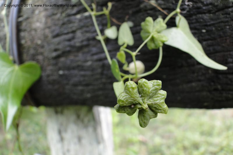 Aristolochia rojasiana, W. D. Stevens 31016--Paraguay. Edo. Pres. Hayes. Rta. 9. 13 Mar 2011. 210 (46).jpg