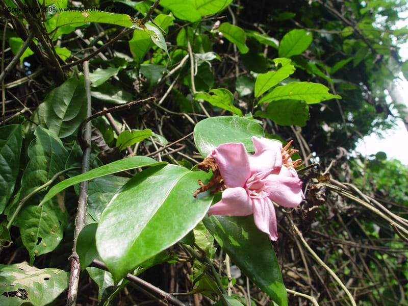 Strophanthus--Ghana. Kakum Nat. Park. 12 Dec 03. 162.jpg