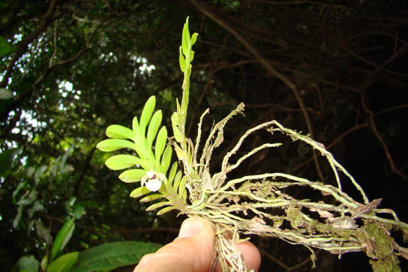 Dichaea, RVasquez34967--Peru. Loreto. Dto. Parinari. Atun Cocha. R. Samiria. 15 Nov 08. 639.jpg