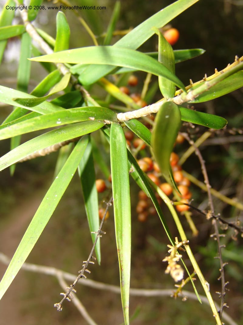 Dracaena, ZRogers1208--Madag. Anjozorobe, Aire Protegee, E Antsahabe. 17 Nov 06. 240.jpg