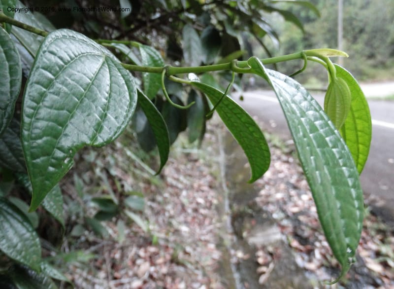 Piper, Davidson, C 12647--Sabah. G. Silam. 1 Oct 2014. DSC00937 (126).JPG